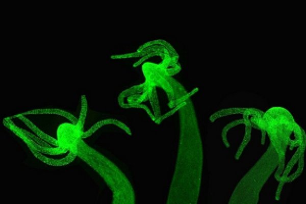 Как найти kraken