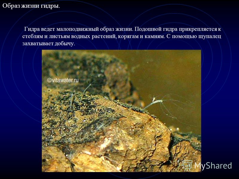 Кракен даркнет маркет